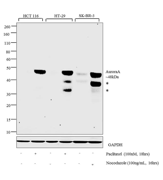 AURKA / Aurora-A Antibody (clone 4G10)