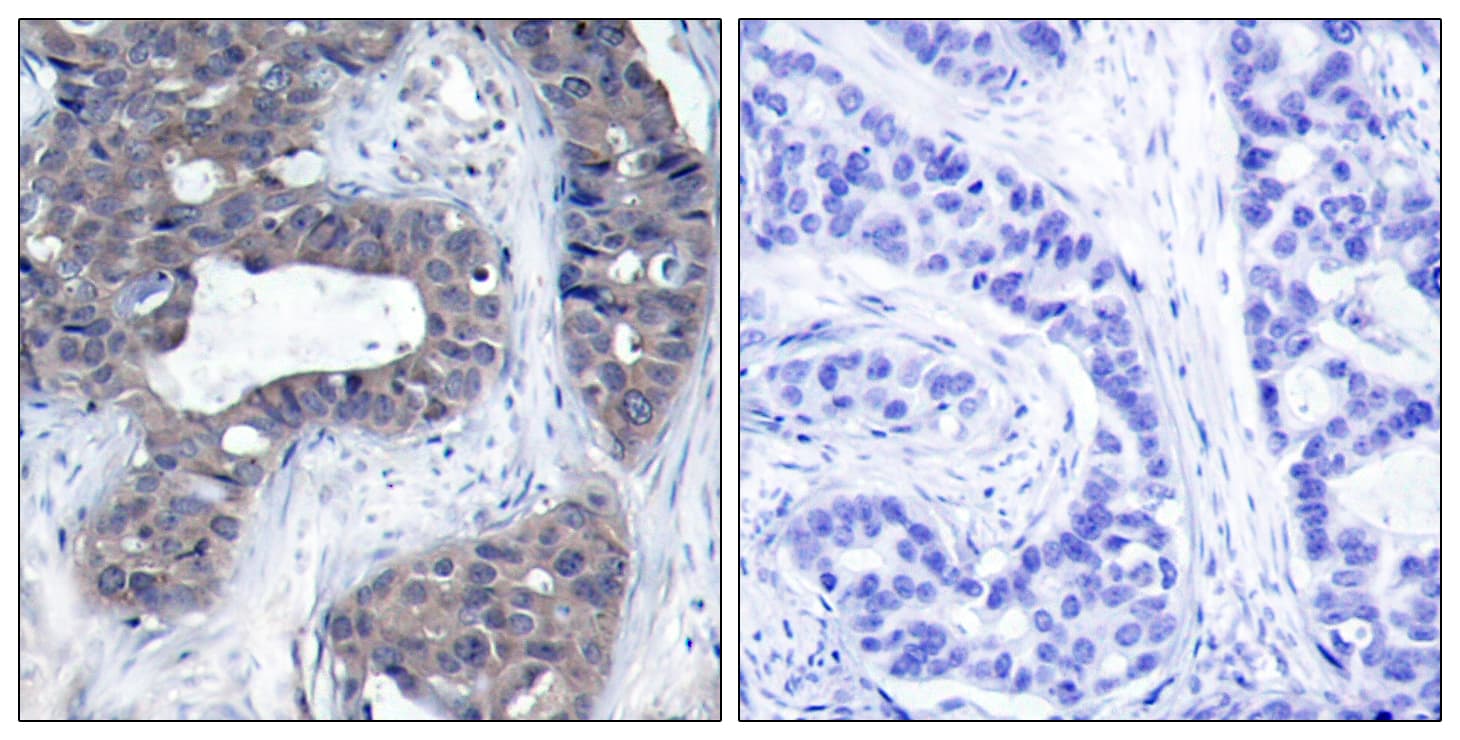 IRS1 Antibody (aa274-323)