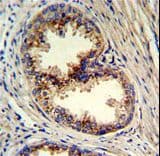 Polyclonal Rabbit anti-Human GOLPH3 Antibody (aa1-30, IHC, WB)
