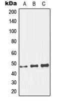 GCNT7 Antibody (C-Terminus)