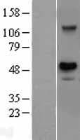 USH1G Protein (Over-Expression Lysate Myc-DDK (Flag))