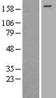 EIF4G3 Protein (Over-Expression Lysate Myc-DDK (Flag))