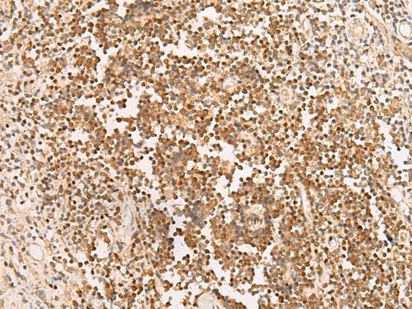 PAX5 Antibody