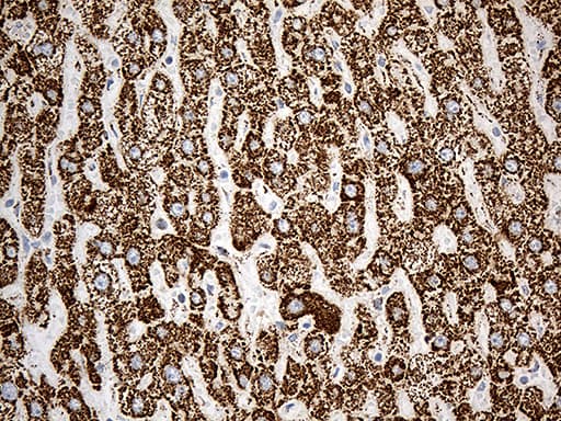 Monoclonal Mouse anti-Human MCAD / ACADM Antibody (clone OTI9G10, IHC, WB)