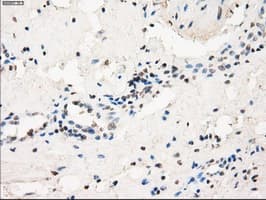 FCGR2 / CD32 Antibody (clone OTI19C10)