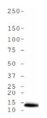 HIST4H4 Antibody (Ac-Lys5)