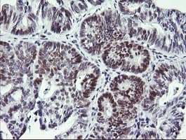 RFC4 Antibody (clone OTI1A8)