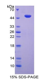 Mouse FASLG / Fas Ligand Protein (Recombinant His-T7)