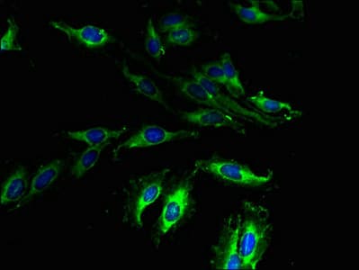 GPR173 / SREB3 Antibody