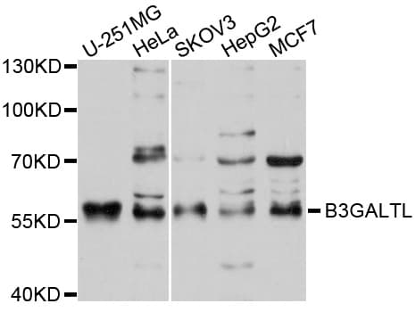 B3GALTL Antibody