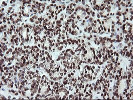 FATE1 Antibody (clone OTI1A1)