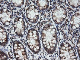 MRPS34 Antibody (clone OTI4H2, Carrier-free)