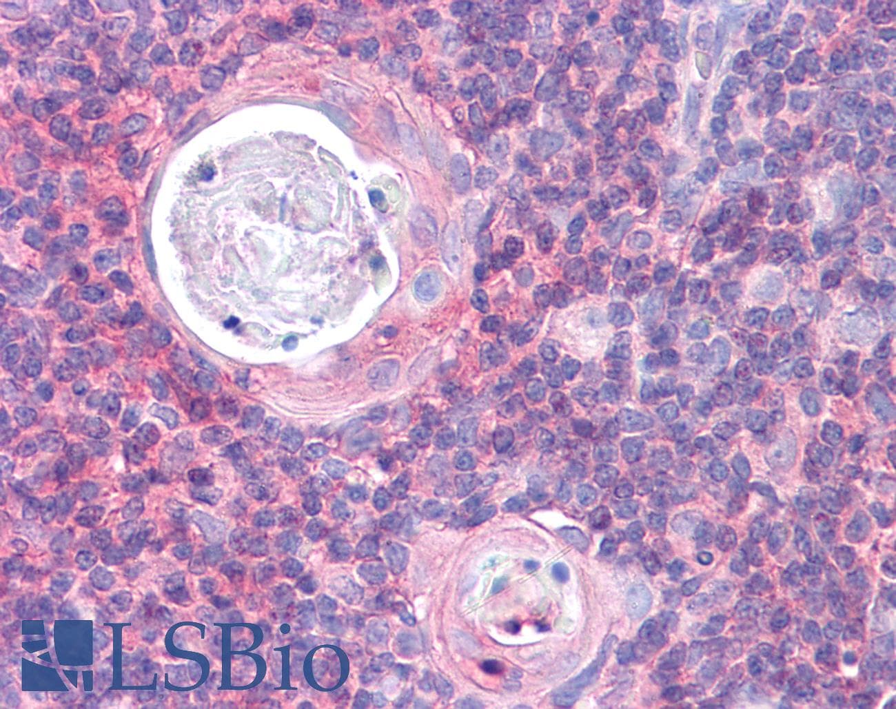 IHC-plus™ KARS Antibody (clone 8G12C1)