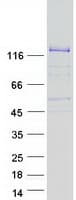 Human FARP1 / CDEP Protein (Recombinant Myc-DDK (Flag))