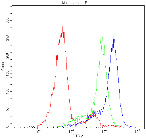 CLPX Antibody