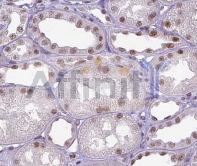 ERCC1 Antibody