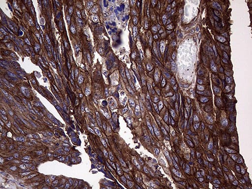 GNAS Antibody (clone OTI7H4)
