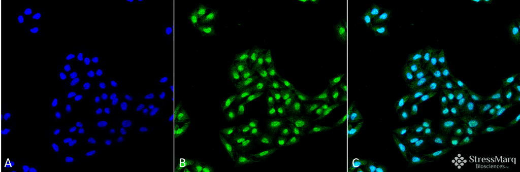 APG12 / ATG12 Antibody (FITC)