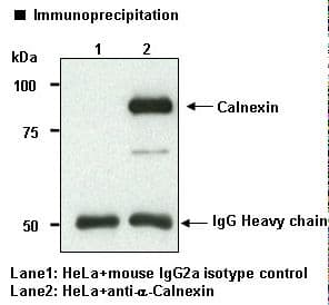 CANX / Calnexin Antibody (clone 4F10)