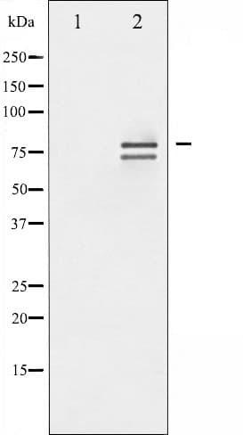 LMNA / Lamin A+C Antibody (phospho-Ser392)