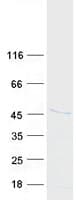 Human HHEX / HEX Protein (Recombinant Myc-DDK (Flag))