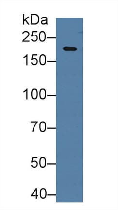 HIF2A / EPAS1 Antibody (aa339-541, APC)