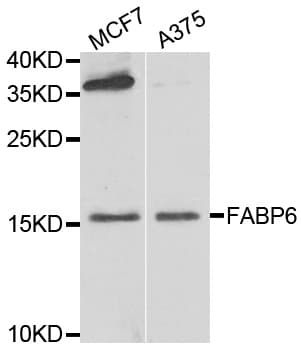 IHC-plus™ I-BABP / FABP6 Antibody