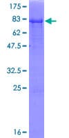 Human PLEKHA8 Protein (Recombinant GST)