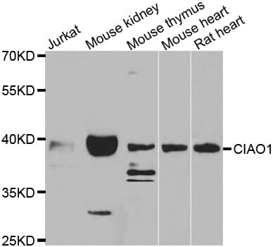Polyclonal Rabbit anti-Human CIAO1 Antibody (IHC, WB)