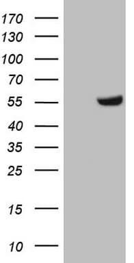 Zfp105 / ZNF35 Antibody (aa1-258, clone OTI3G9, Carrier-free)