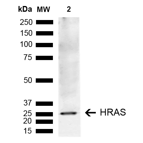 HRAS / H-Ras Antibody (PerCP)