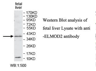 ELMOD2 Antibody (aa21-207)