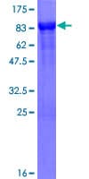 Human HMBOX1 Protein (Recombinant GST)