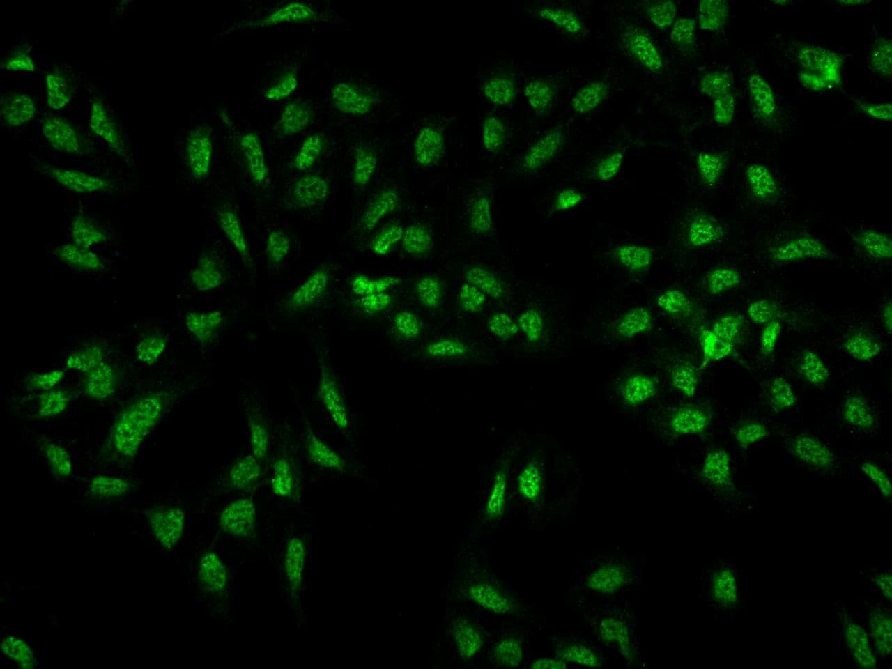 C5orf41 Antibody