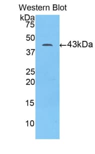 H2AFX / H2AX Antibody (aa2-143)