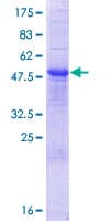Human RNASE10 Protein (Recombinant GST)