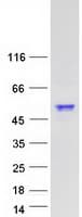 Human SYT6 / Synaptotagmin 6 Protein (Recombinant Myc-DDK (Flag))