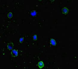 PPM1H Antibody