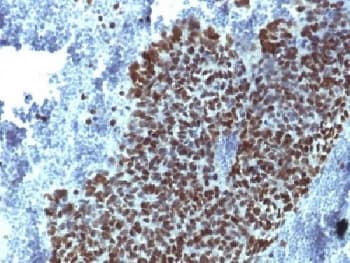 FOXA1 Antibody (clone FOXA1/1514, Azide-free, BSA-free)