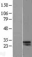 CELA2A / ELA2A Protein (Over-Expression Lysate Myc-DDK (Flag))