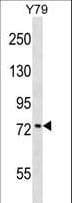 KATNB1 Antibody (aa331-359)
