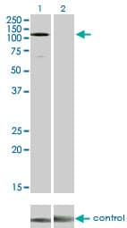 EPHA3 / EPH Receptor A3 Antibody (clone 3A12)