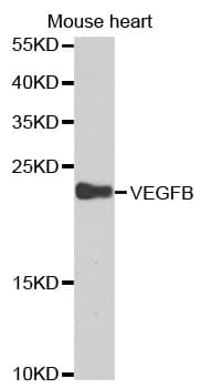 VEGFB Antibody