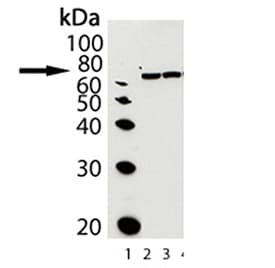 Polyclonal Rabbit anti-Rat HSPA5 / GRP78 / BiP Antibody (WB)