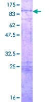 Human PVRL4 / Nectin 4 Protein (Recombinant GST)