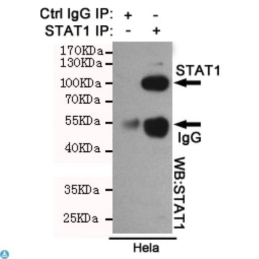STAT1 Antibody