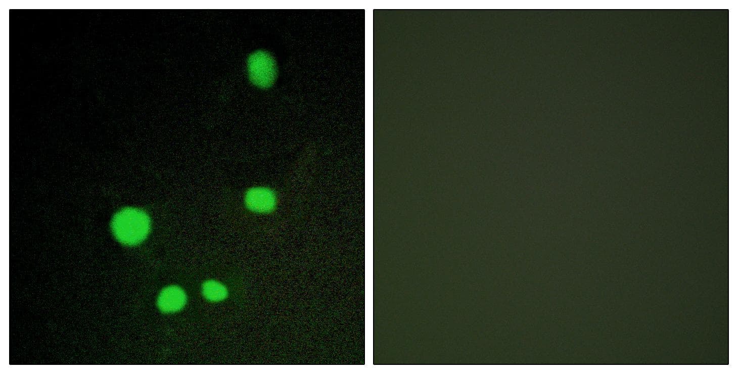 MED14 Antibody