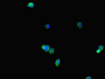 Polyclonal Rabbit anti-Human FABP7 / BLBP / MRG Antibody (IHC, IF)