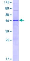 Human BRI3BP Protein (Recombinant GST)