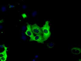 IGF2BP2 Antibody (clone OTI1F9, Carrier-free)